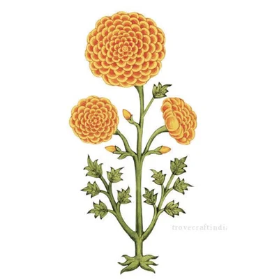 Marigold floral wall stickers, set of 10