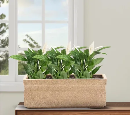 Beige rectangular planter
