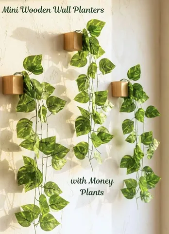 Mini wooden wall planters with trailing money plants